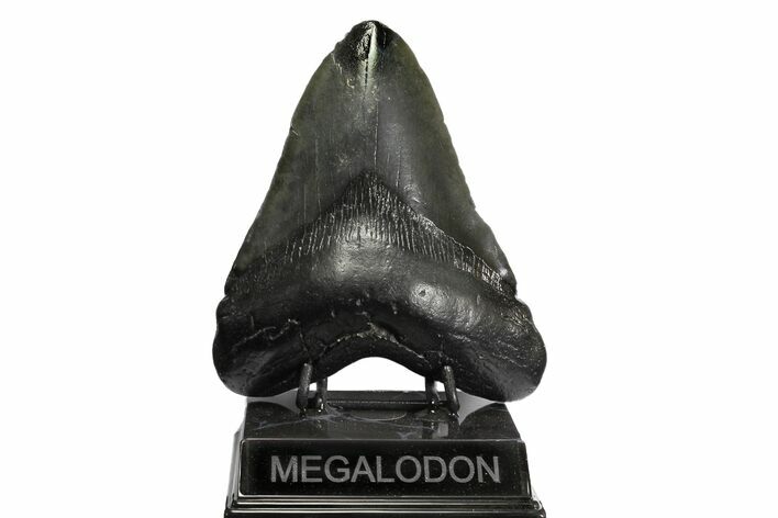 Bargain, Fossil Megalodon Tooth - South Carolina #168876